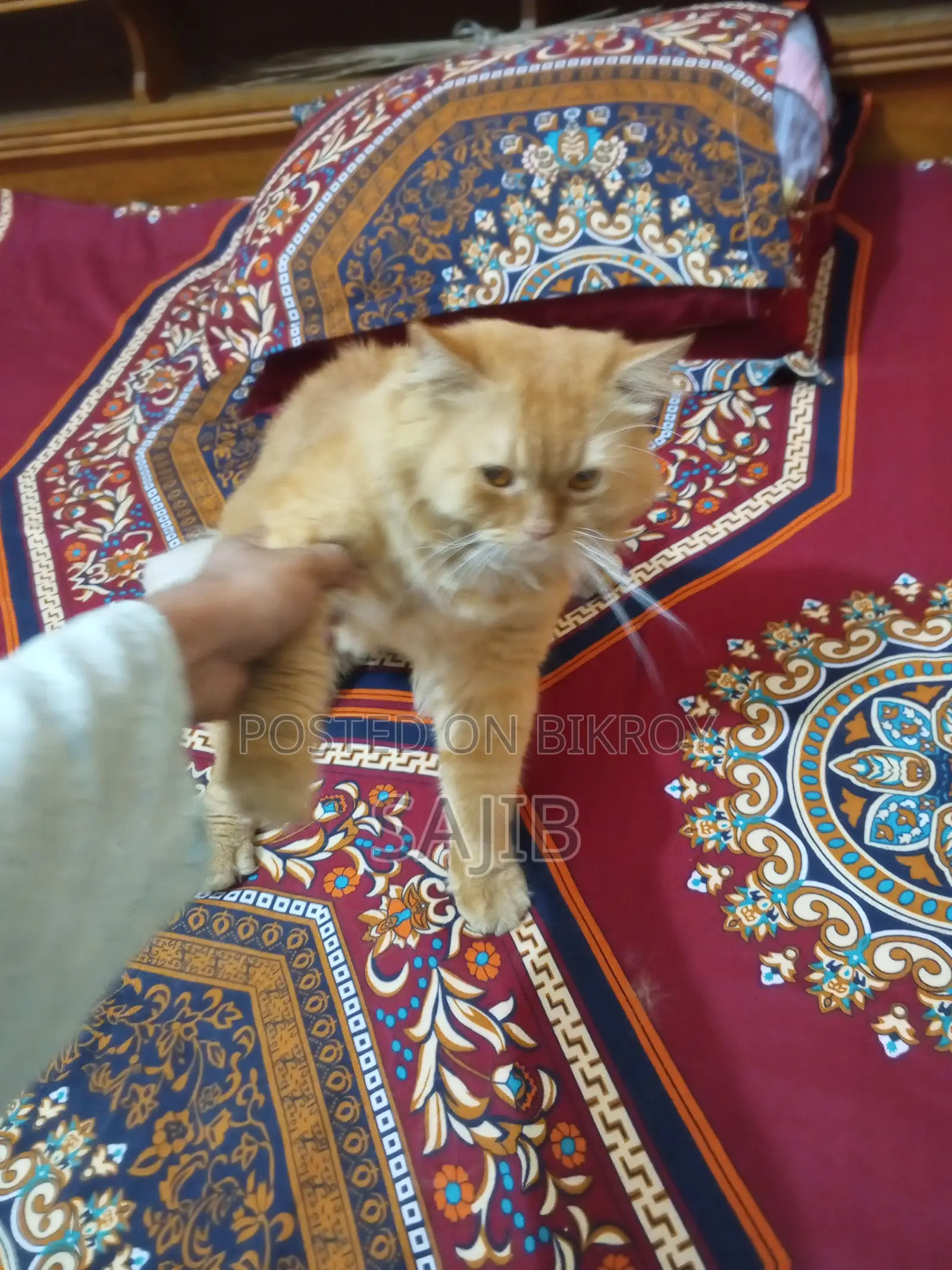 Persian Cat for Sale