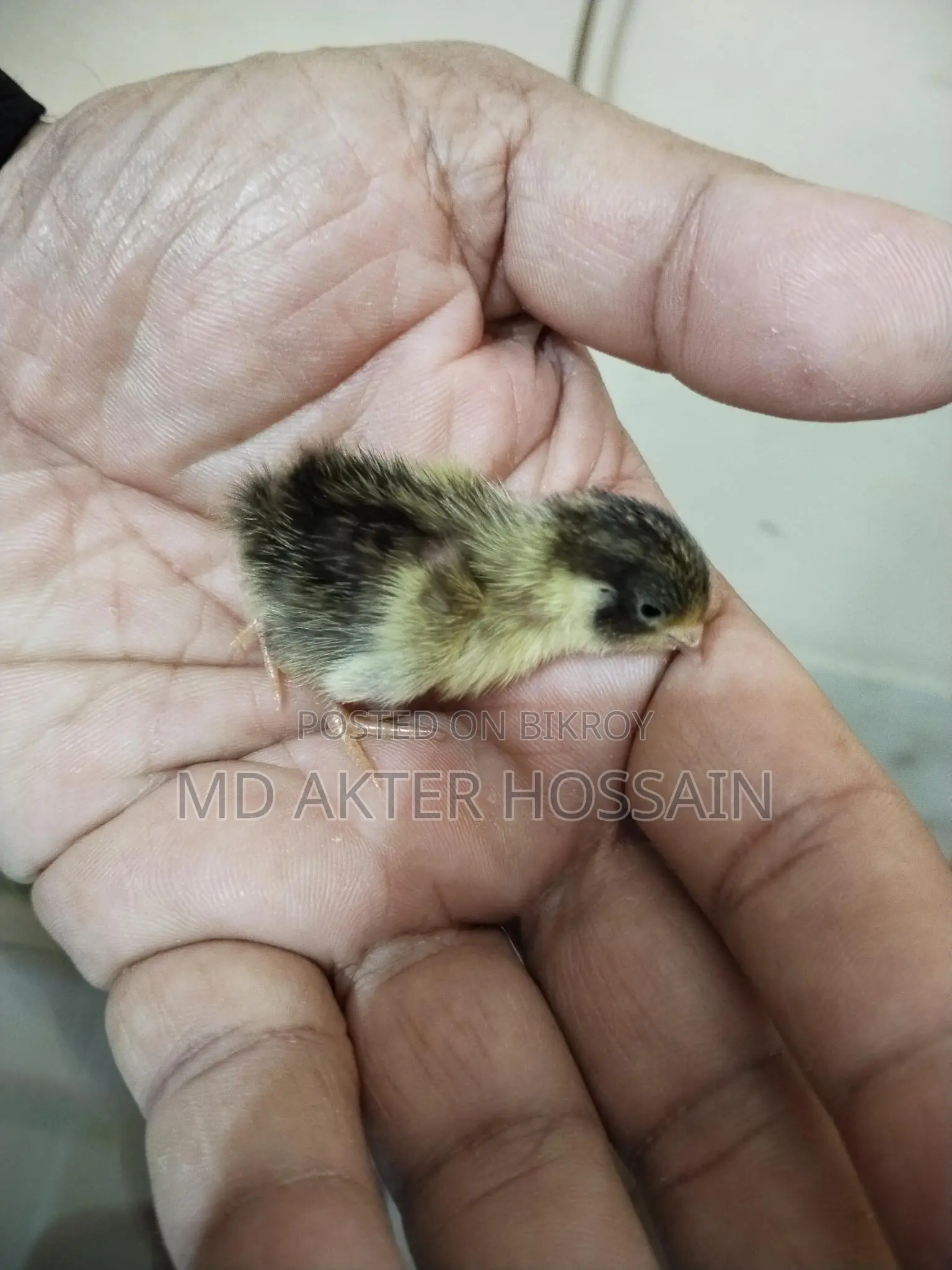 King Quail chicks for sale