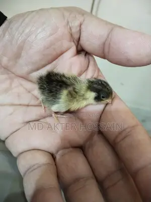 King Quail chicks for sale