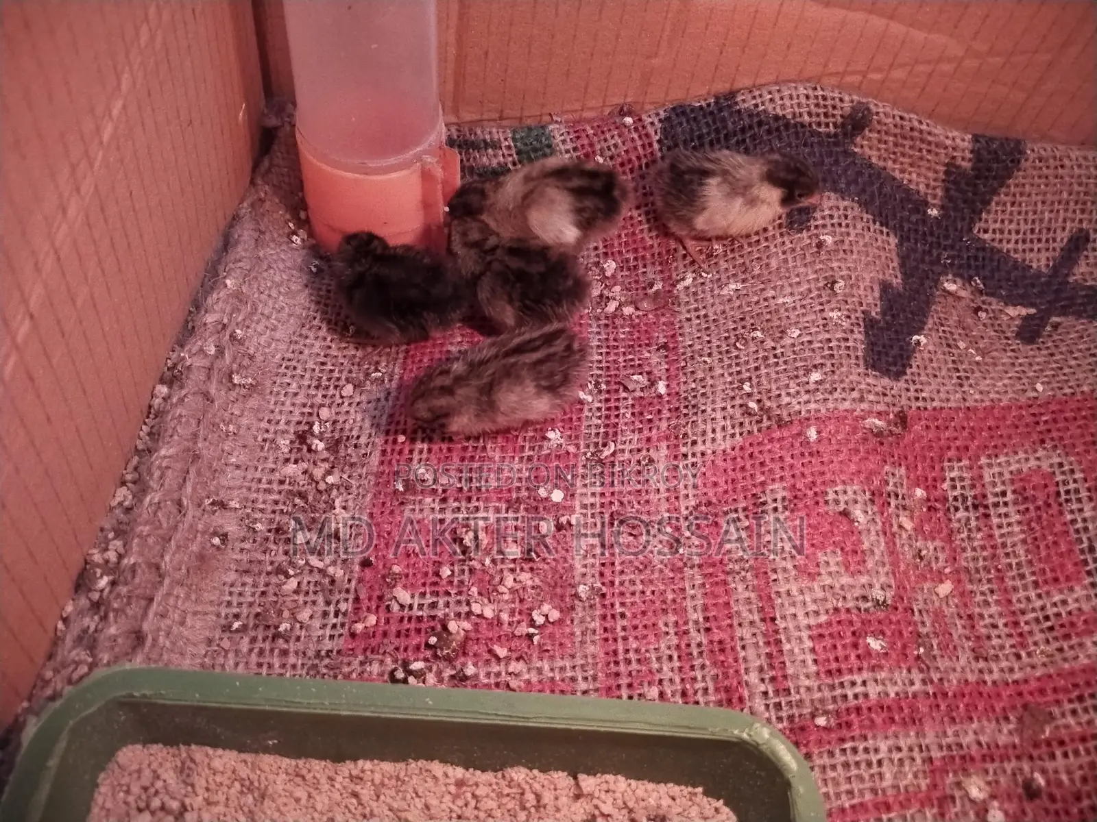 King Quail chicks for sale