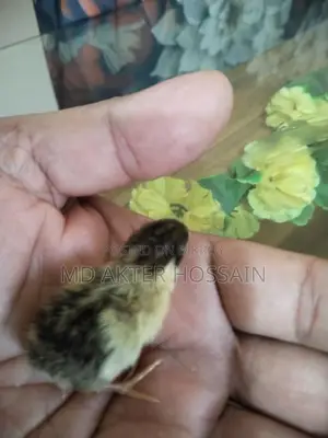 King Quail chicks for sale