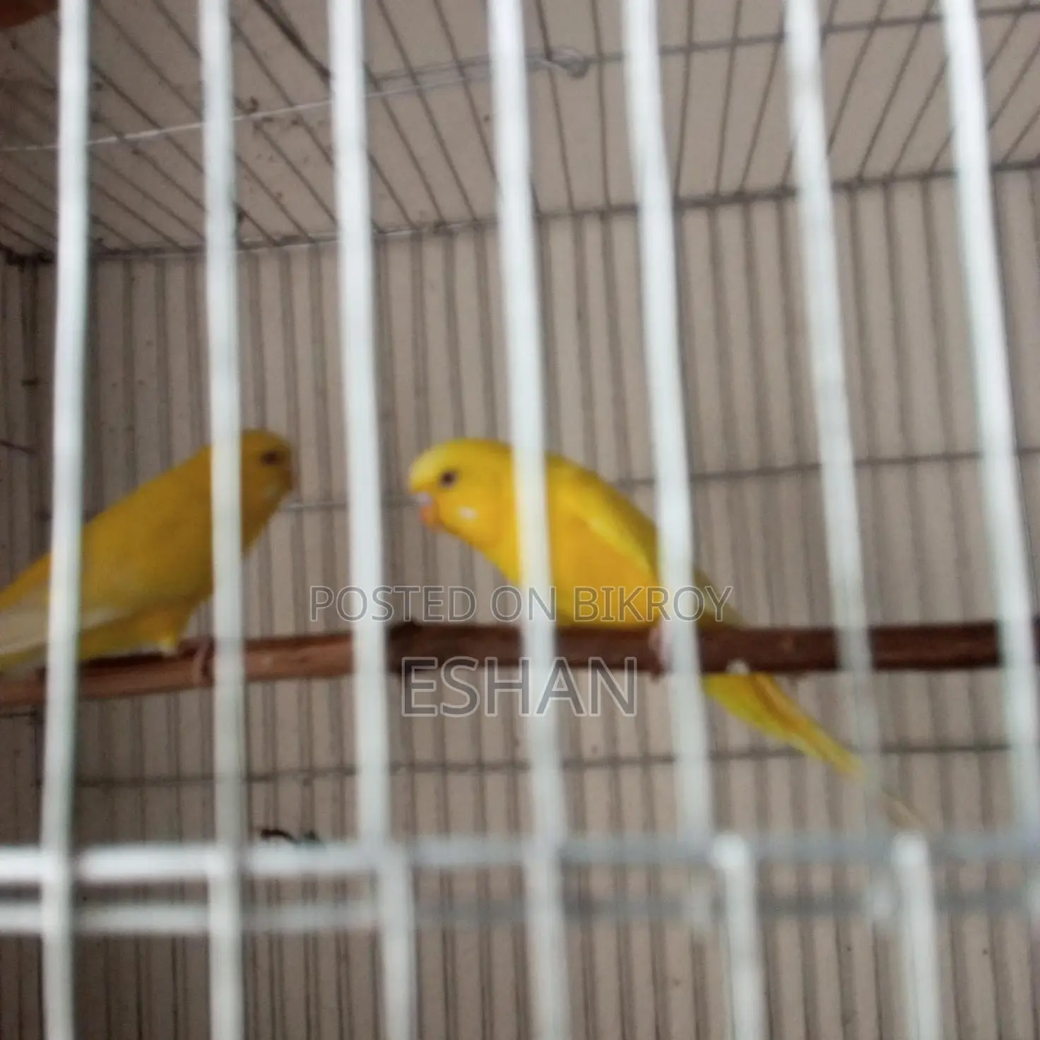 Budgerigar For Sale