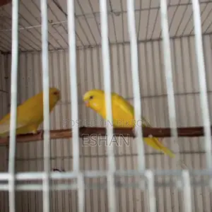 Budgerigar For Sale