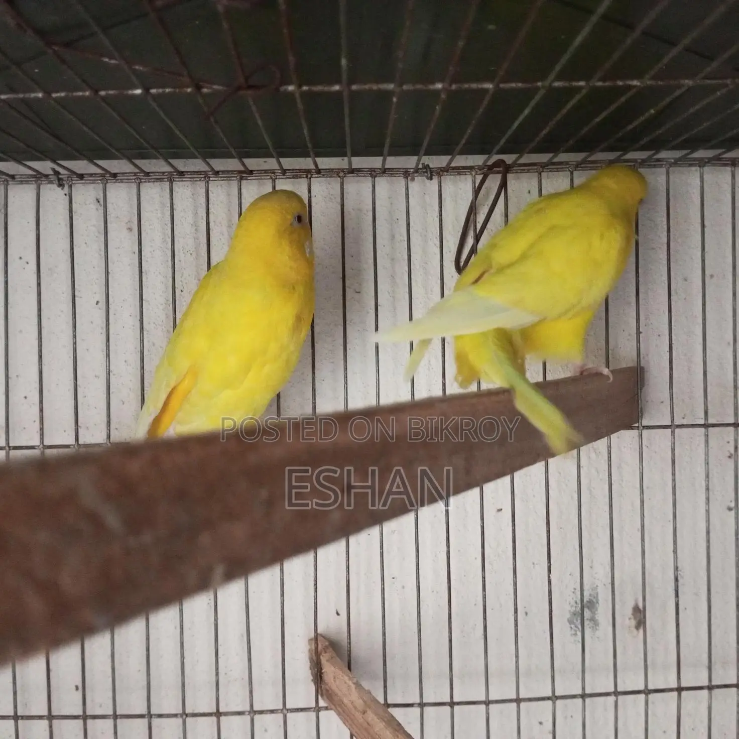 Budgerigar For Sale