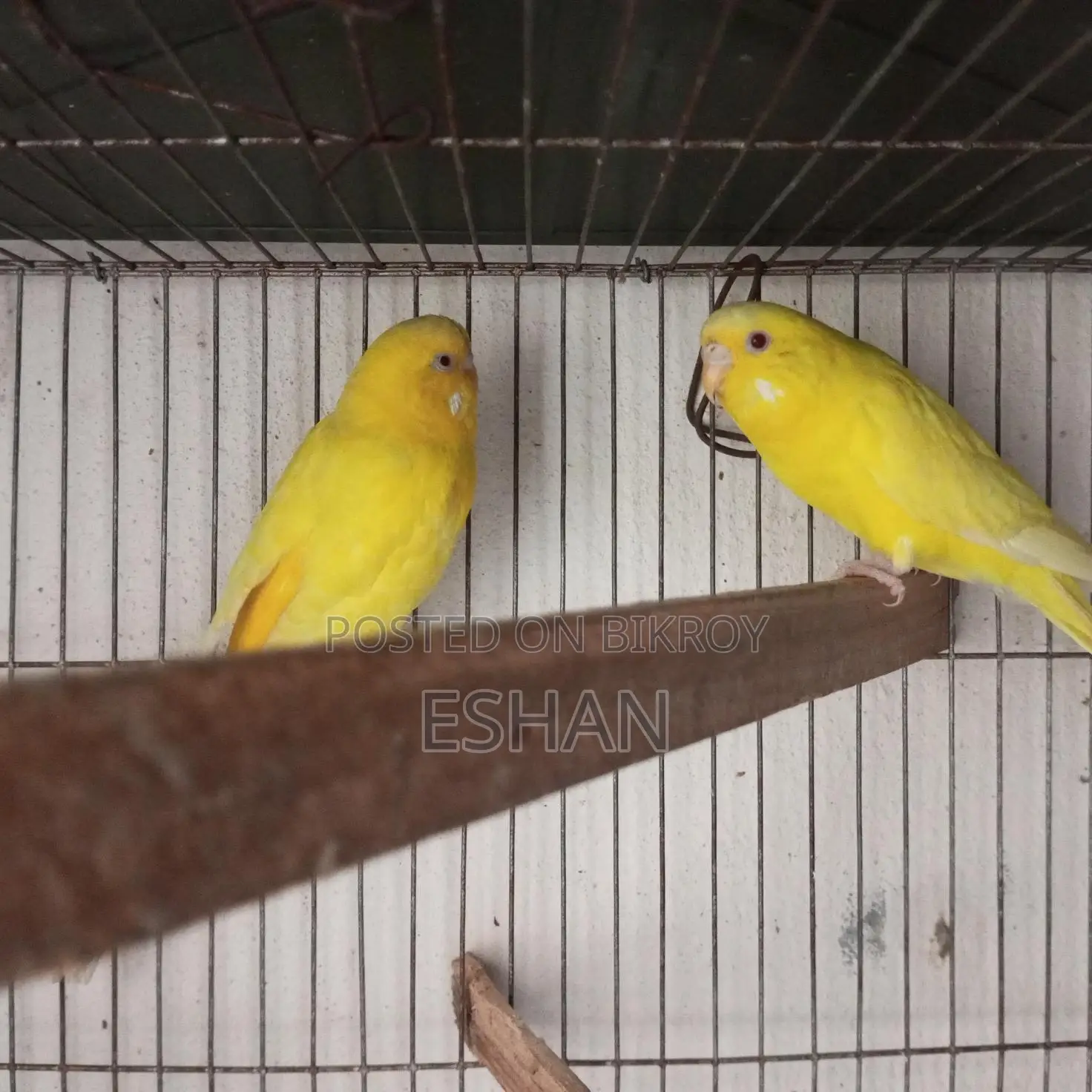Budgerigar For Sale