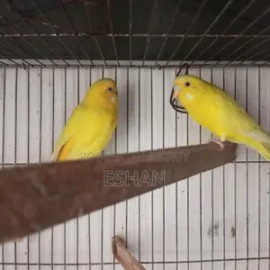 Budgerigar For Sale