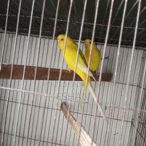 Budgerigar For Sale