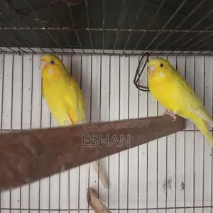 Budgerigar For Sale