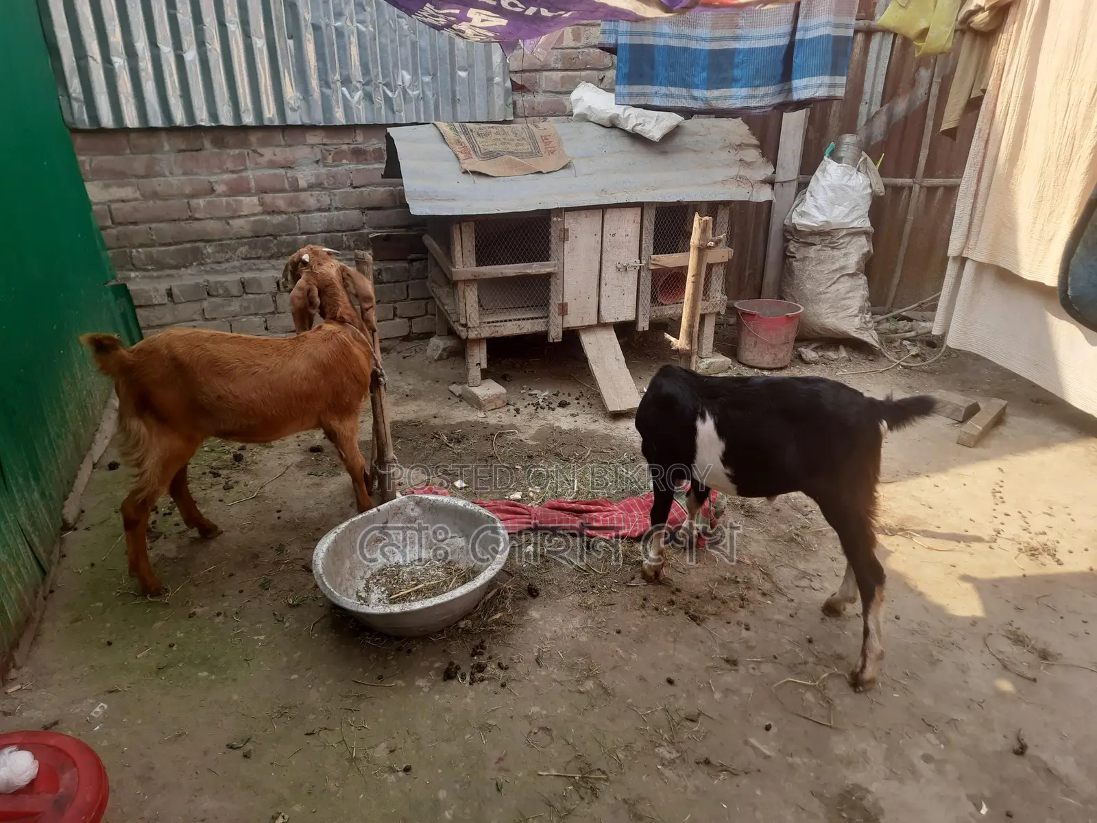 Pair of Goats for Sale