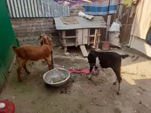 Pair of Goats for Sale
