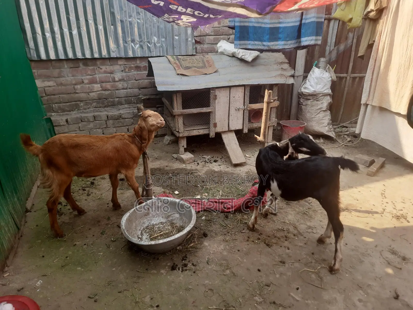 Pair of Goats for Sale