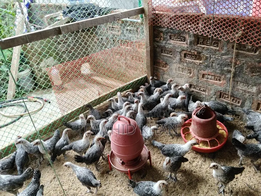 মিশরীয় ফাউমি মুরগী