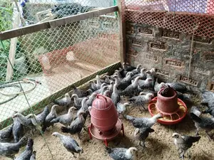 Egyptian Fayoumi Chickens