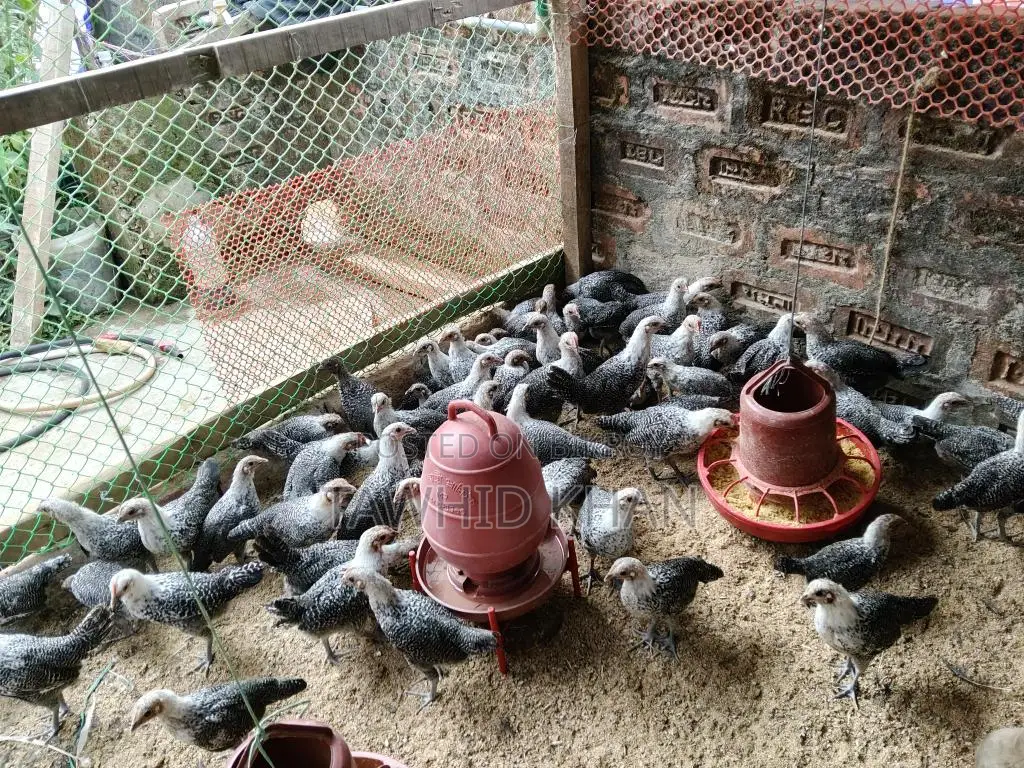 মিশরীয় ফাউমি মুরগী