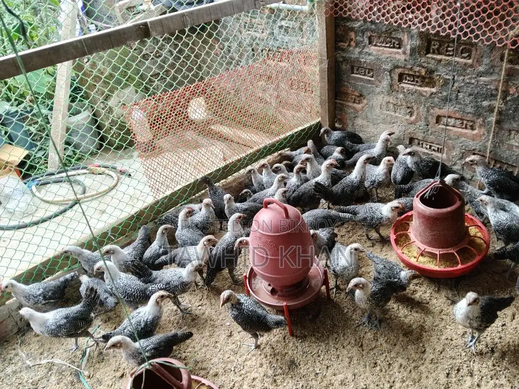 মিশরীয় ফাউমি মুরগী