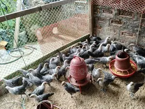 মিশরীয় ফাউমি মুরগী