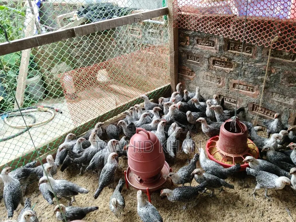 মিশরীয় ফাউমি মুরগী