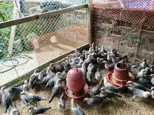 মিশরীয় ফাউমি মুরগী