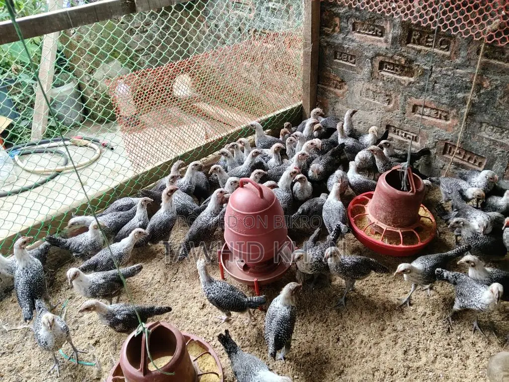 মিশরীয় ফাউমি মুরগী