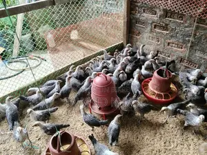 মিশরীয় ফাউমি মুরগী