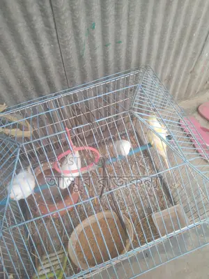 বাজিগর পাখি