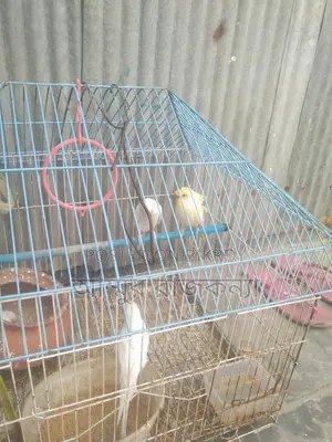 বাজিগর পাখি