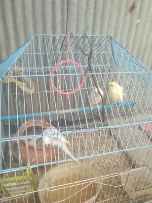 বাজিগর পাখি