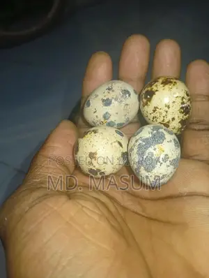 Quail Eggs and Laying Quail Birds Available