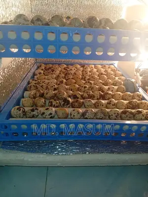 Quail Eggs and Laying Quail Birds Available