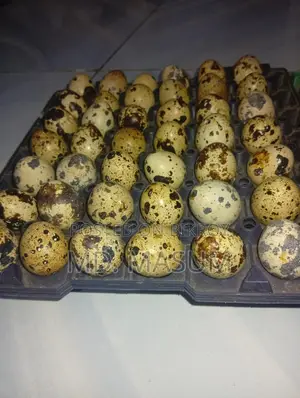Quail Eggs and Laying Quail Birds Available