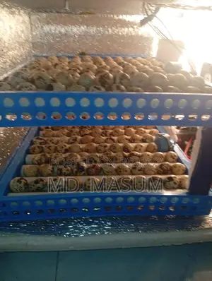 Quail Eggs and Laying Quail Birds Available