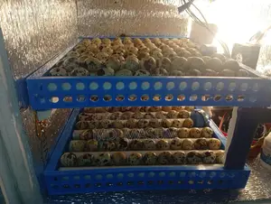 Quail Eggs and Laying Quail Birds Available