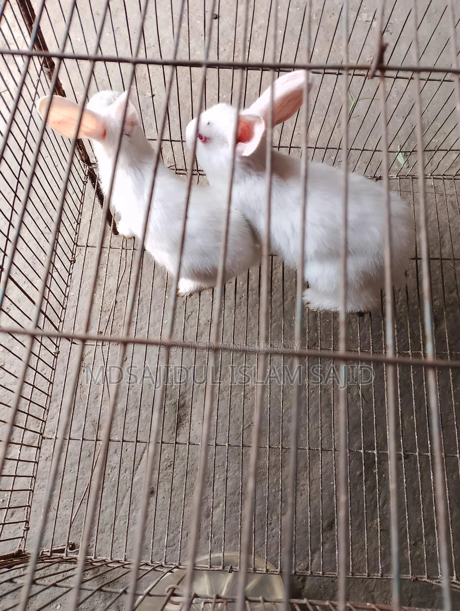 Rabbit