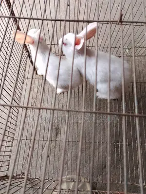 Rabbit