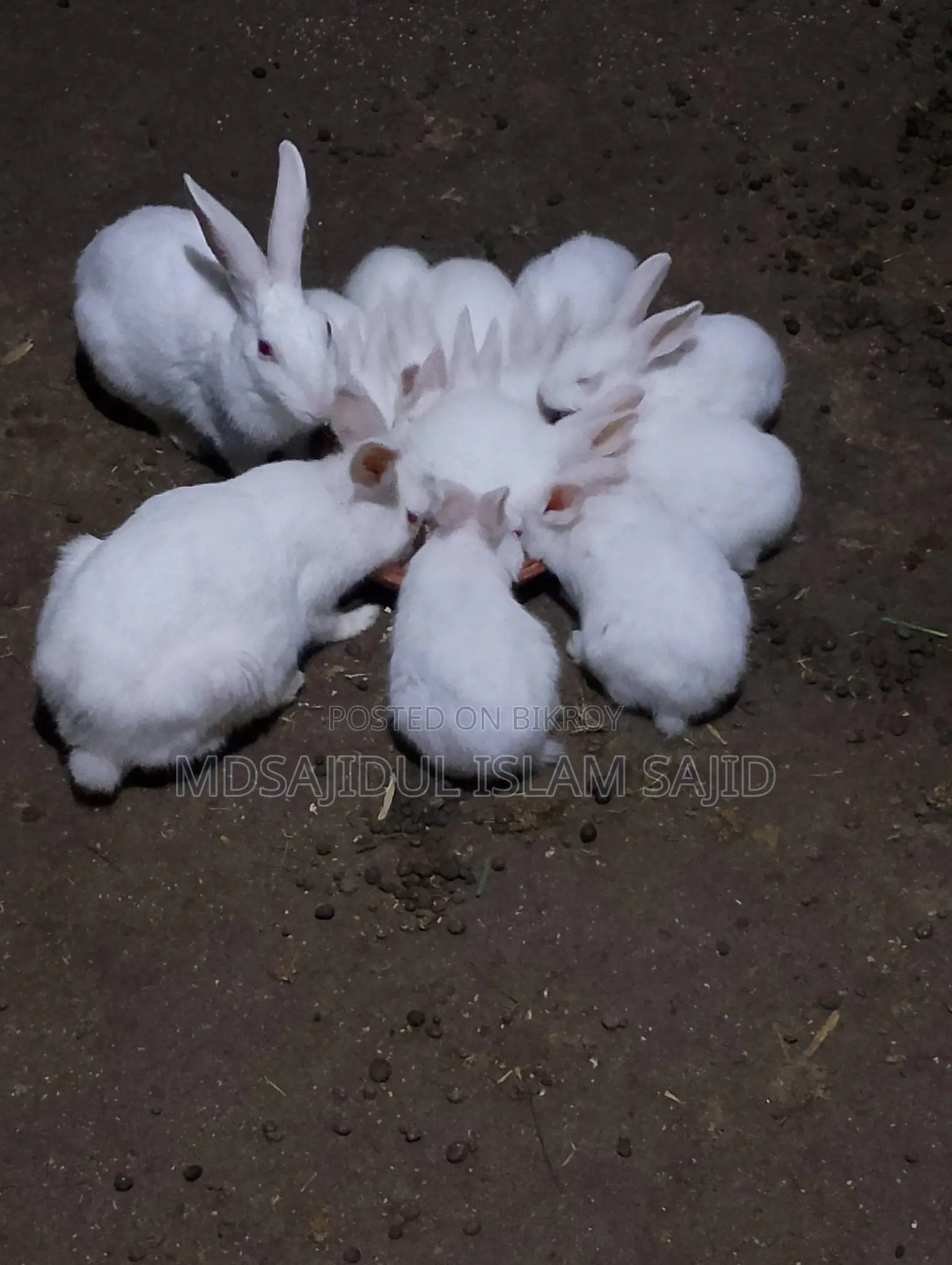 Rabbit