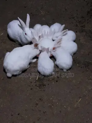 Rabbit