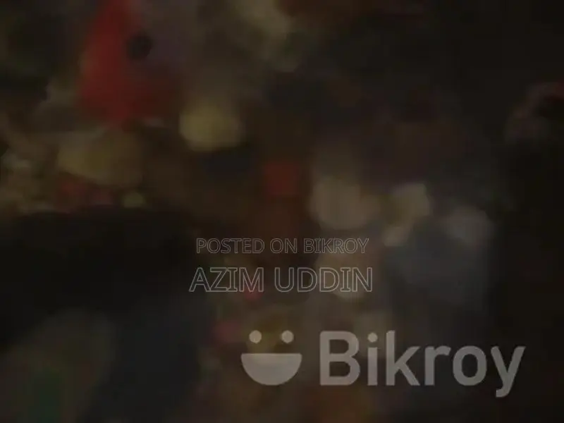Aquarium Fish