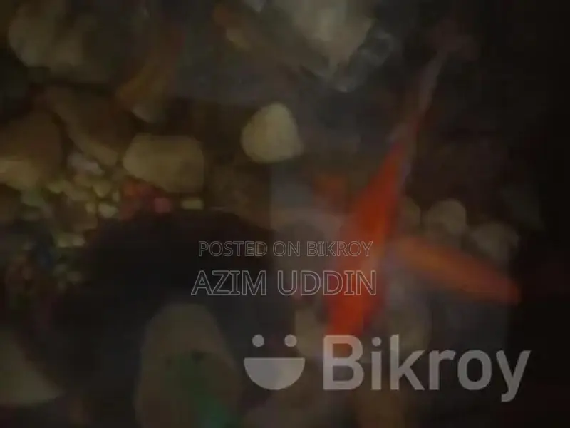Aquarium Fish
