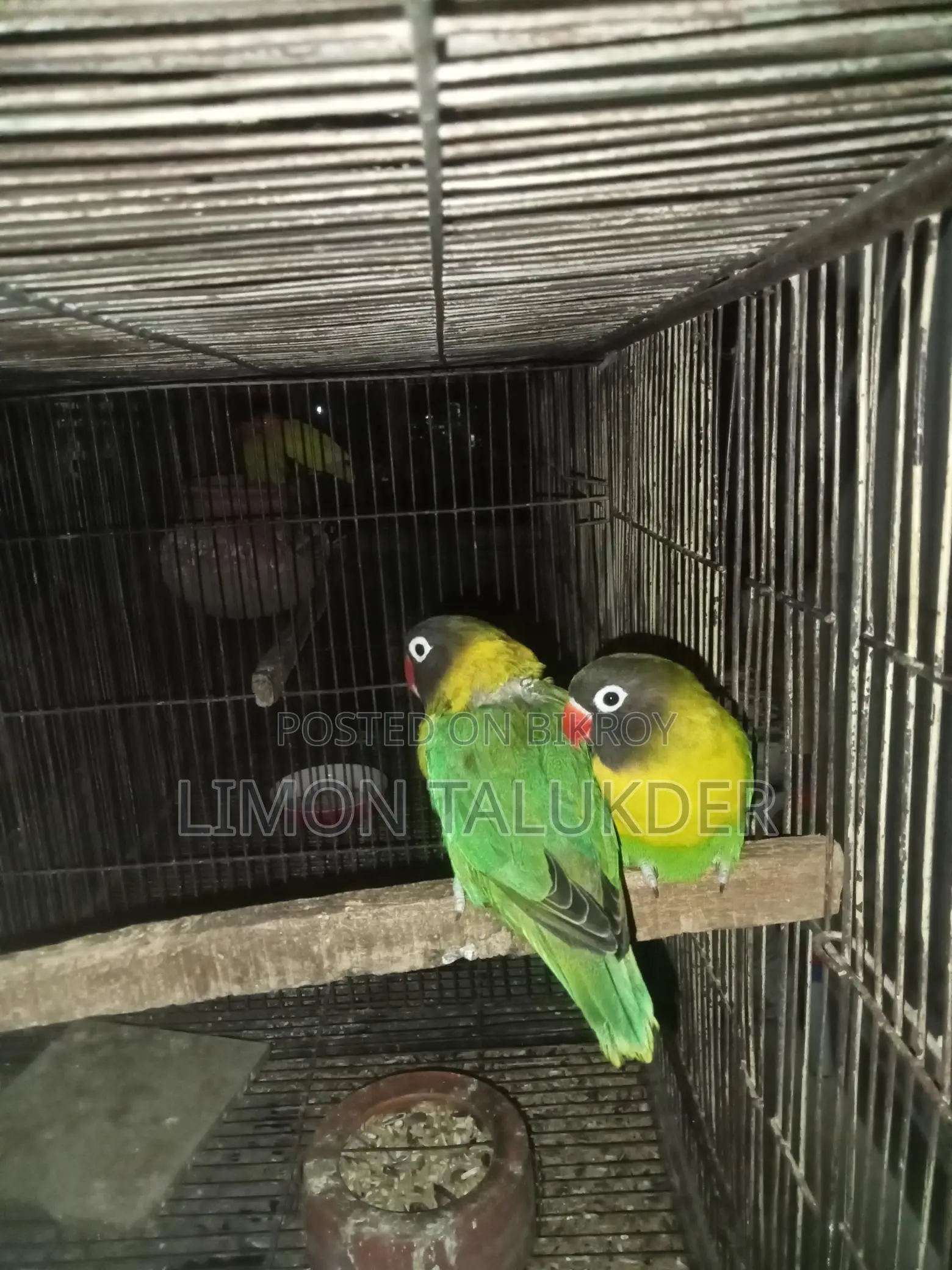 হলুদ রঙের মাস্টার পেয়ার