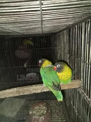 হলুদ রঙের মাস্টার পেয়ার
