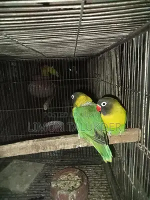হলুদ রঙের মাস্টার পেয়ার