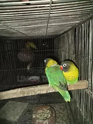 হলুদ রঙের মাস্টার পেয়ার