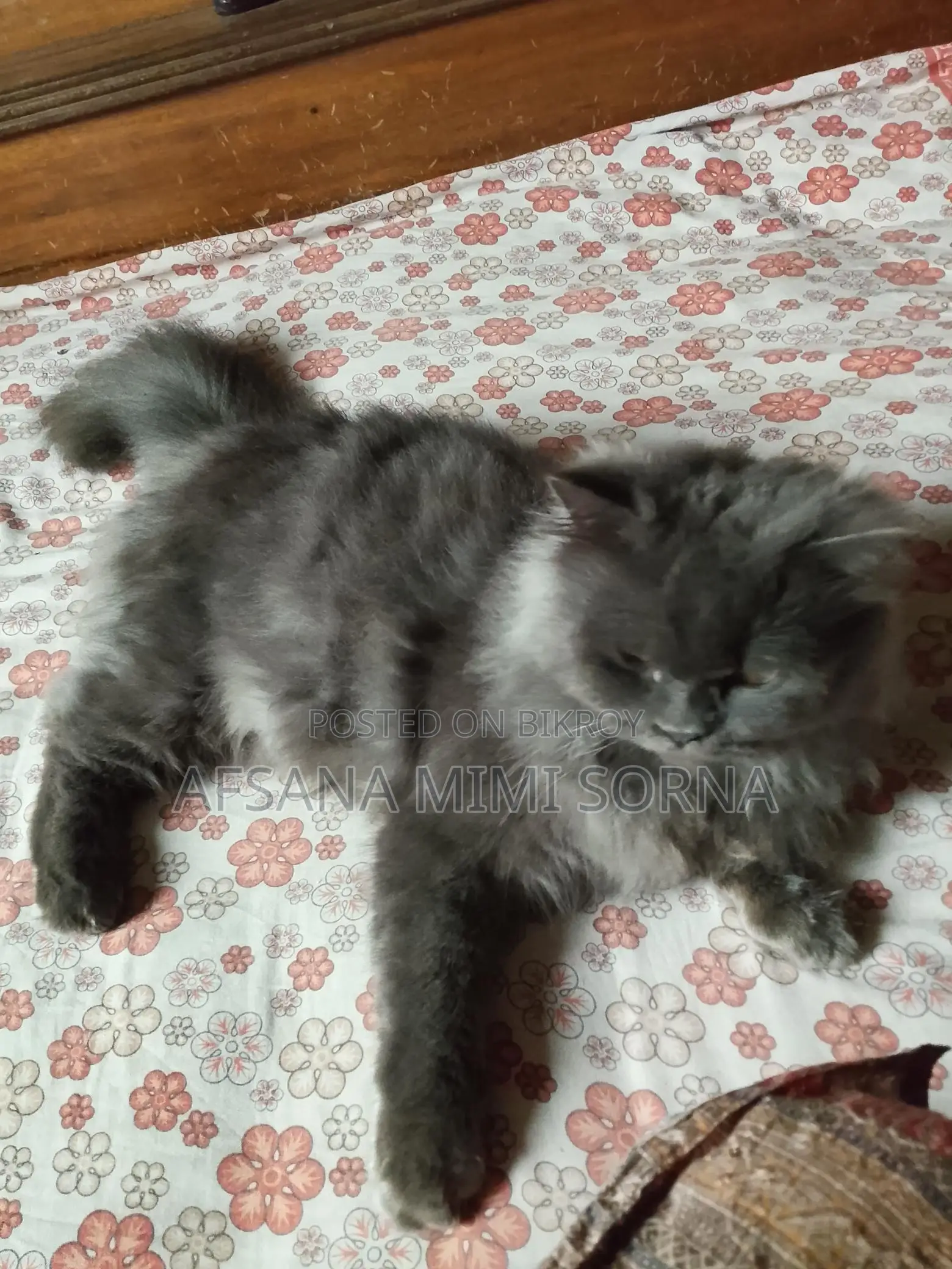 Traditional Persian Cat