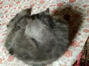 Traditional Persian Cat