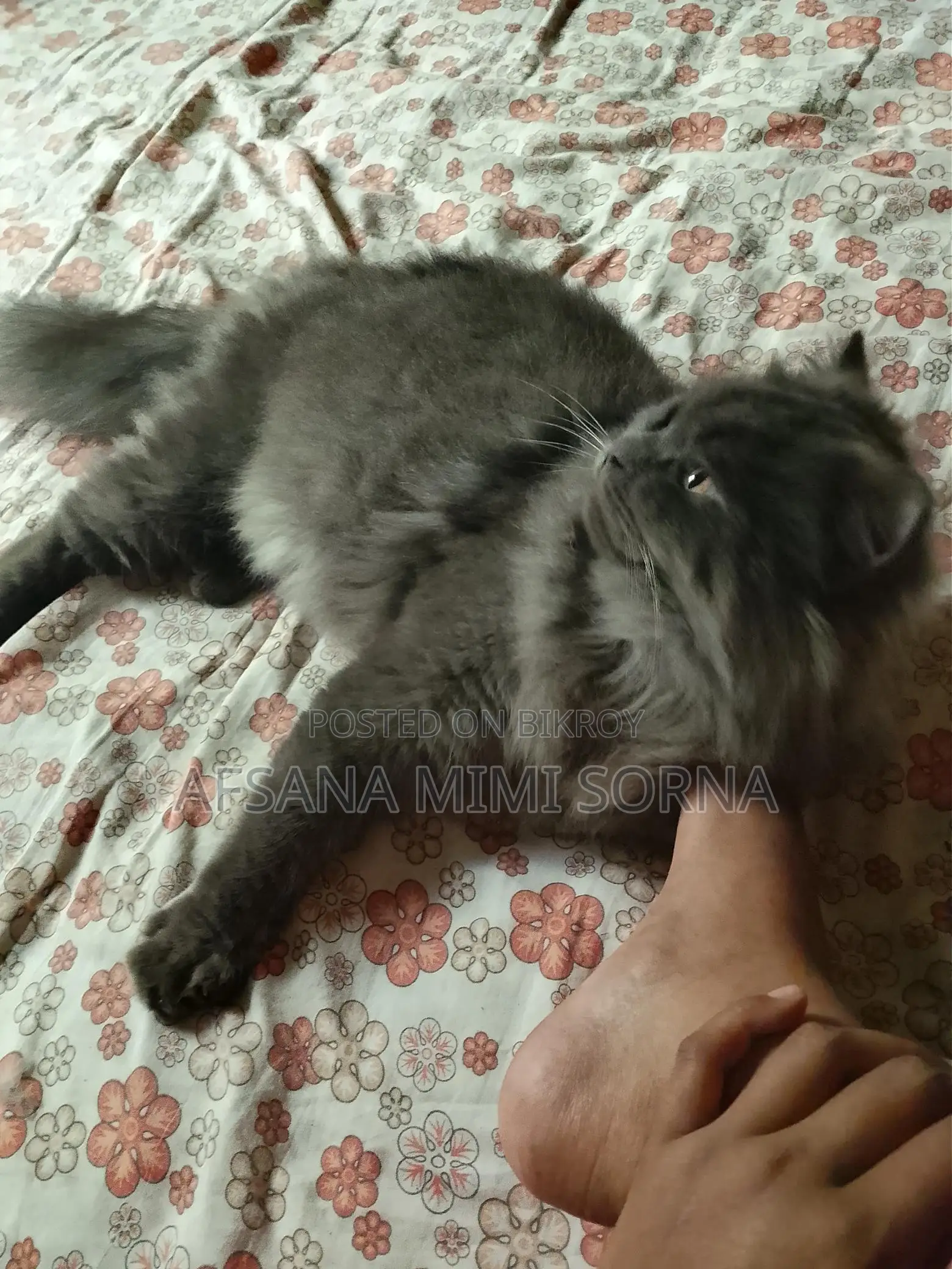 Traditional Persian Cat