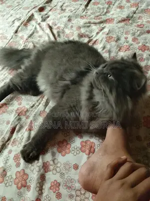 Traditional Persian Cat