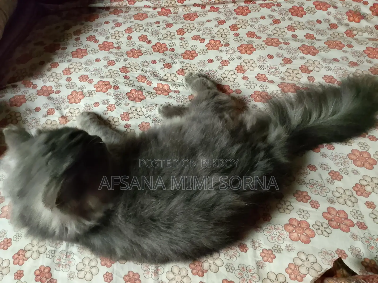 Traditional Persian Cat