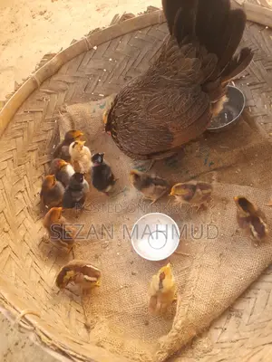 দেশি মুরগির বাচ্চা