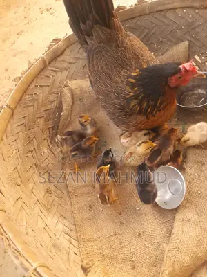 দেশি মুরগির বাচ্চা