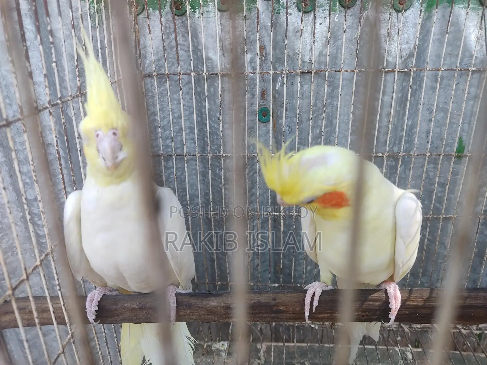 Kokayal